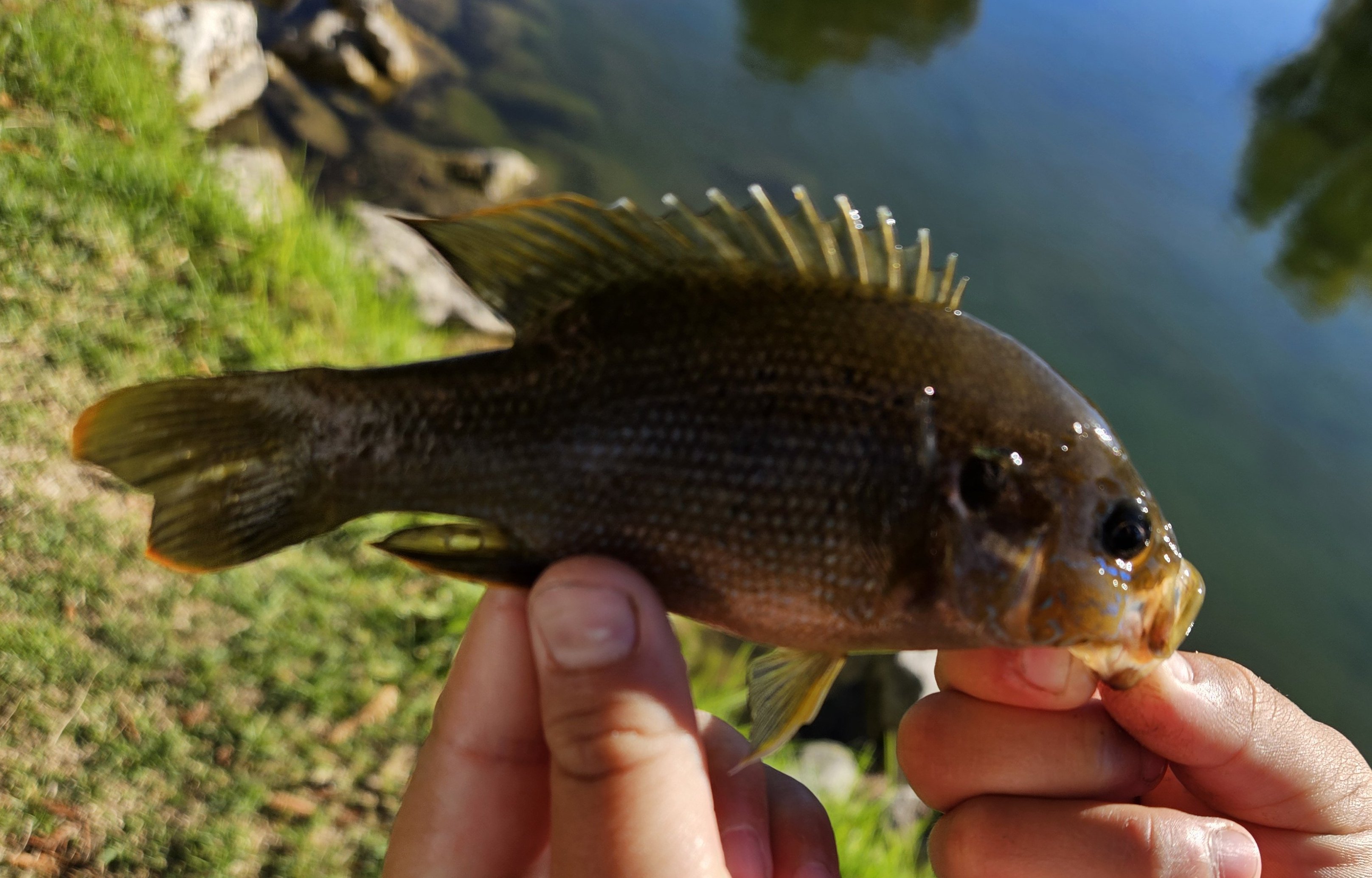 Green sunfish