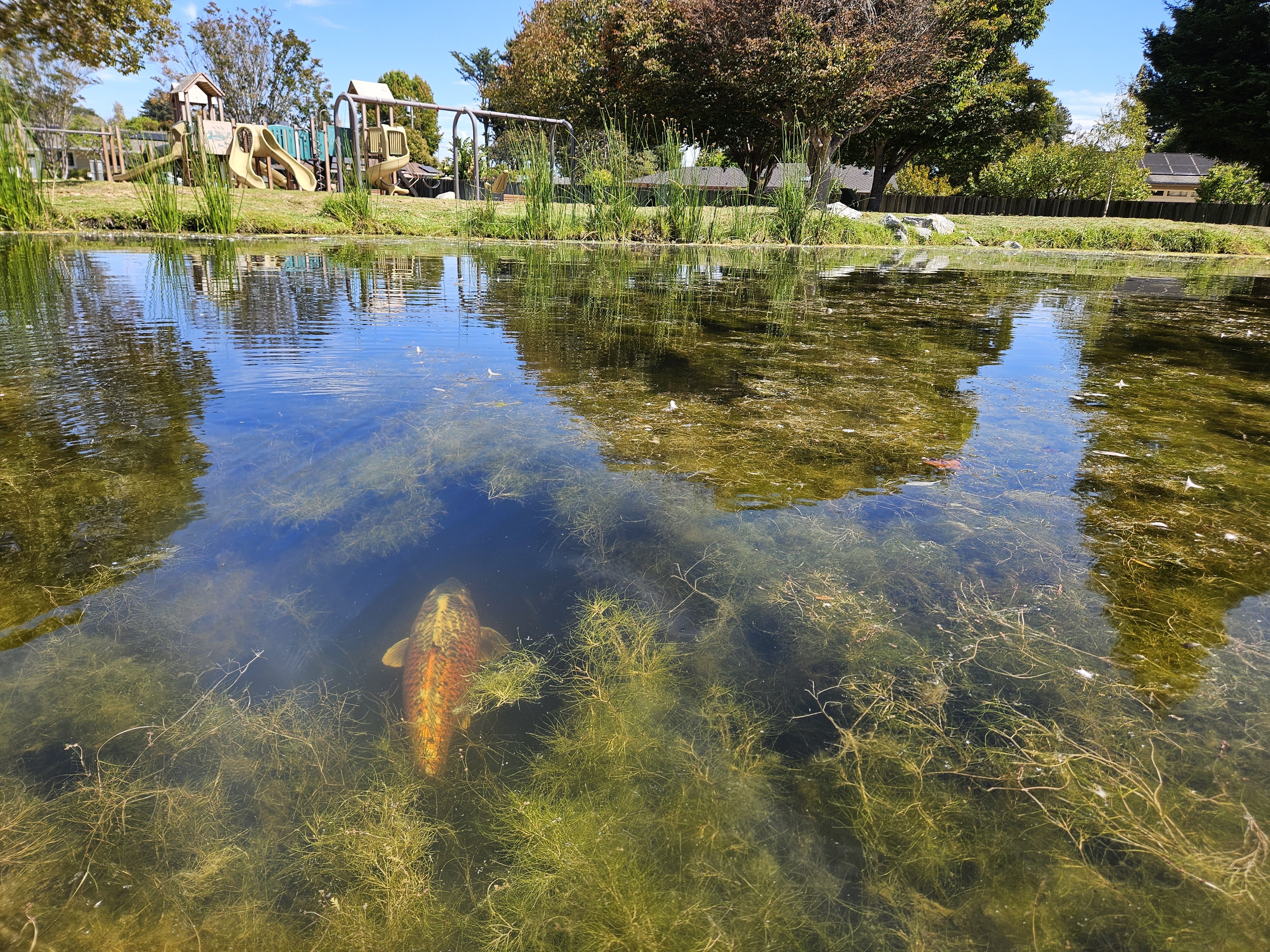Koi swims towards play structure