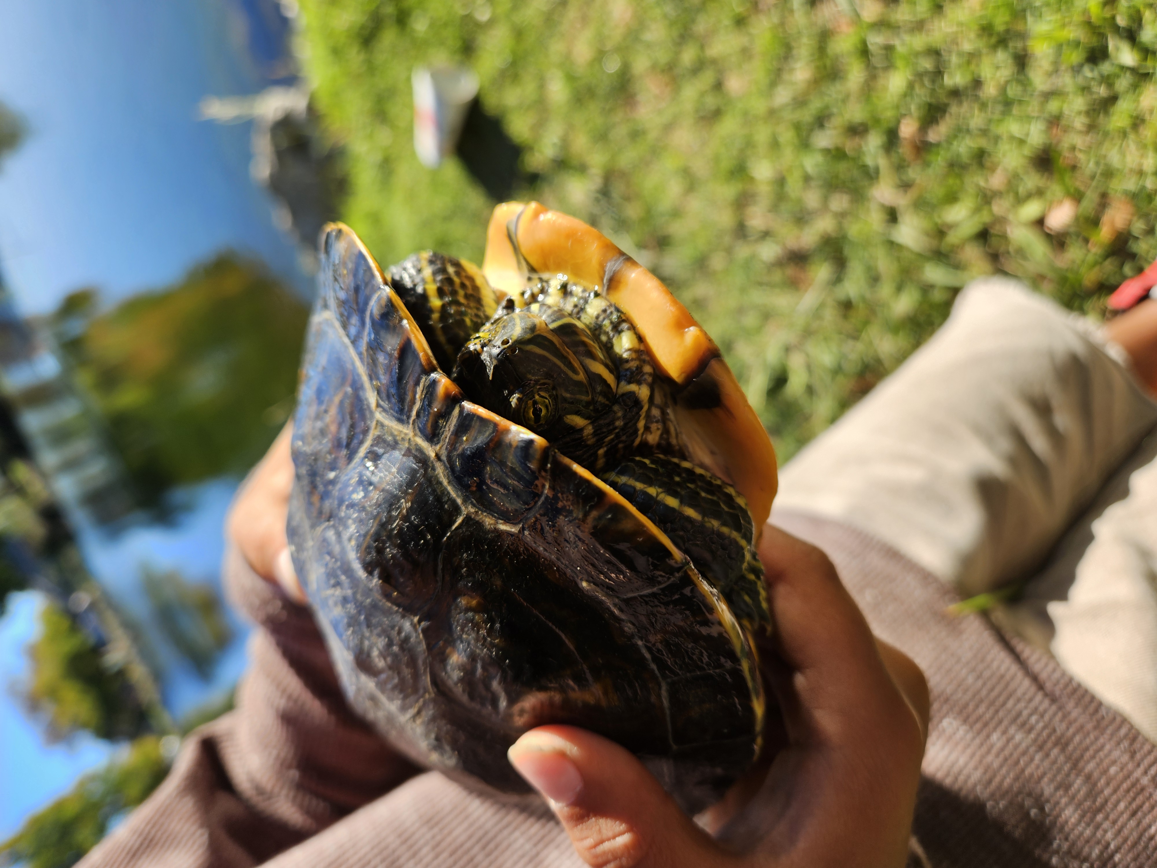 Red-eared Slider Turtle