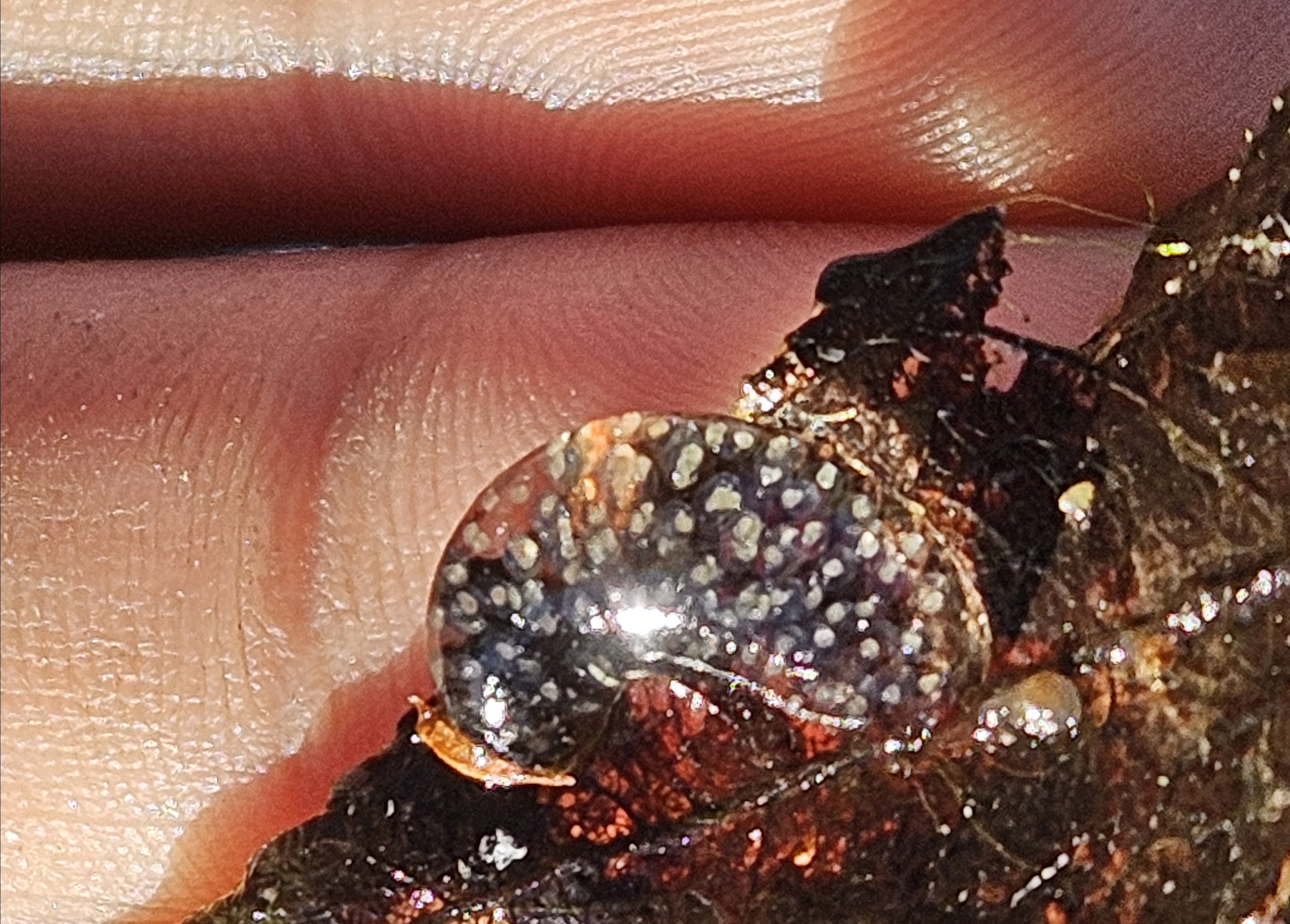 Freshwater snail eggs